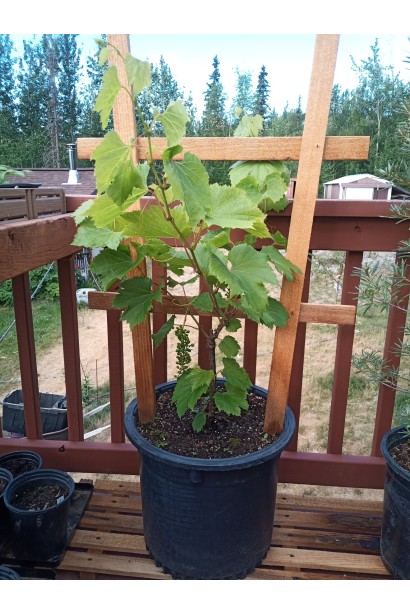 Посадка винограда Лорано в горшке на балконе.